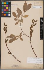 Foto von Salix caprea L. x Salix daphnoides Vill.